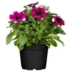 Petunia In Verschiedenen Sorten Im Blumentopf 9 Cm