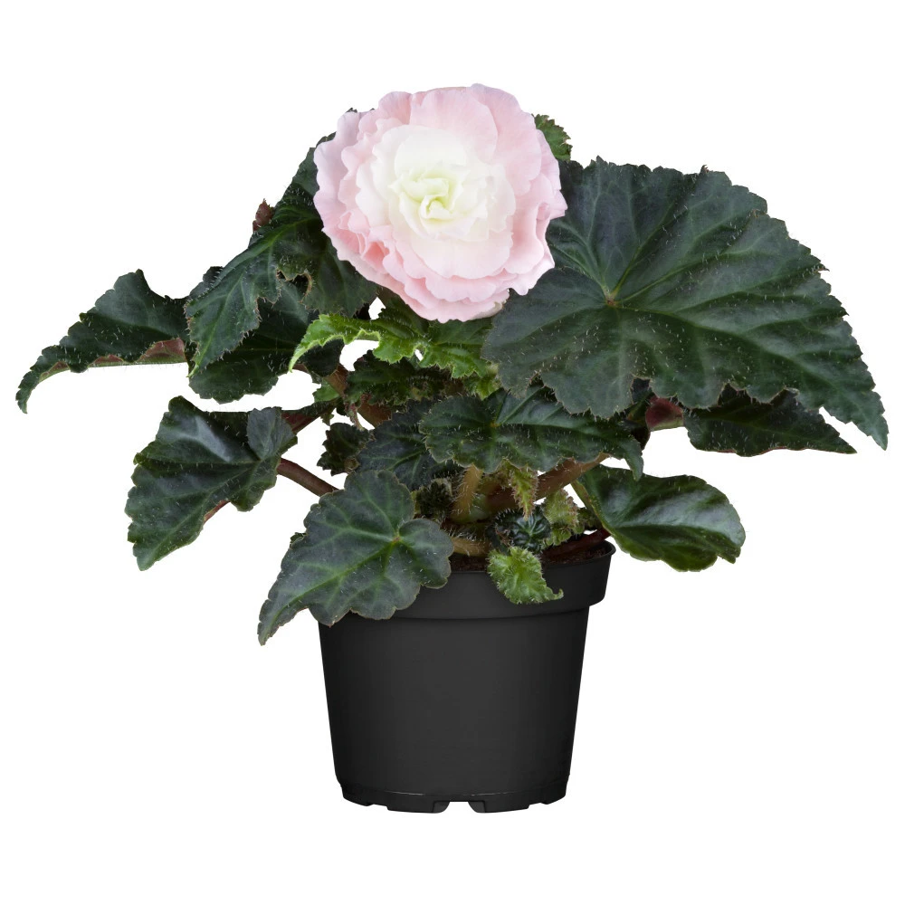 Schiefblatt In Verschiedenen Farben Im Blumentopf 11 Cm 3 Schiefblatt In Verschiedenen Farben Im Blumentopf 11 Cm