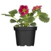 Erdbeeren Vorgezogen Im Blumentopf 9 Cm 2 Erdbeeren Vorgezogen Im Blumentopf 9 Cm -Prosper Garten Geschaft 2QrzvPa4jAeD3sR 1280x1280