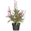 Gaura Mit Rosanen Blütenrispen Im Blumentopf Ø 13 Cm -Prosper Garten Geschaft 2Qt3qKpCA9m6MS2 1280x1280