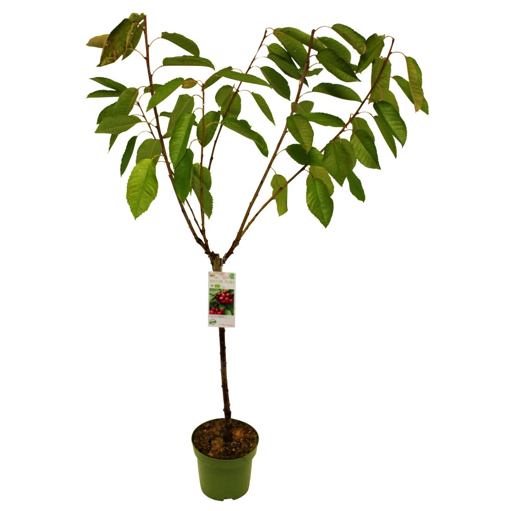 Kern- Und Steinobstbäume Vorgezüchtet Im Topf 3 Kern- Und Steinobstbäume Vorgezüchtet Im Topf