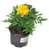 Tagetes In Verschiedenen Sorten Im Blumentopf Ø 9 Cm 2 Tagetes In Verschiedenen Sorten Im Blumentopf Ø 9 Cm -Prosper Garten Geschaft 2QyM9xKXbspb4iN 1280x1280
