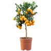 Orangenbaum Im Robusten Blumentopf Ø 20 Cm 2 Orangenbaum Im Robusten Blumentopf Ø 20 Cm -Prosper Garten Geschaft 2QyvhpHgnmIoqcv 1280x1280