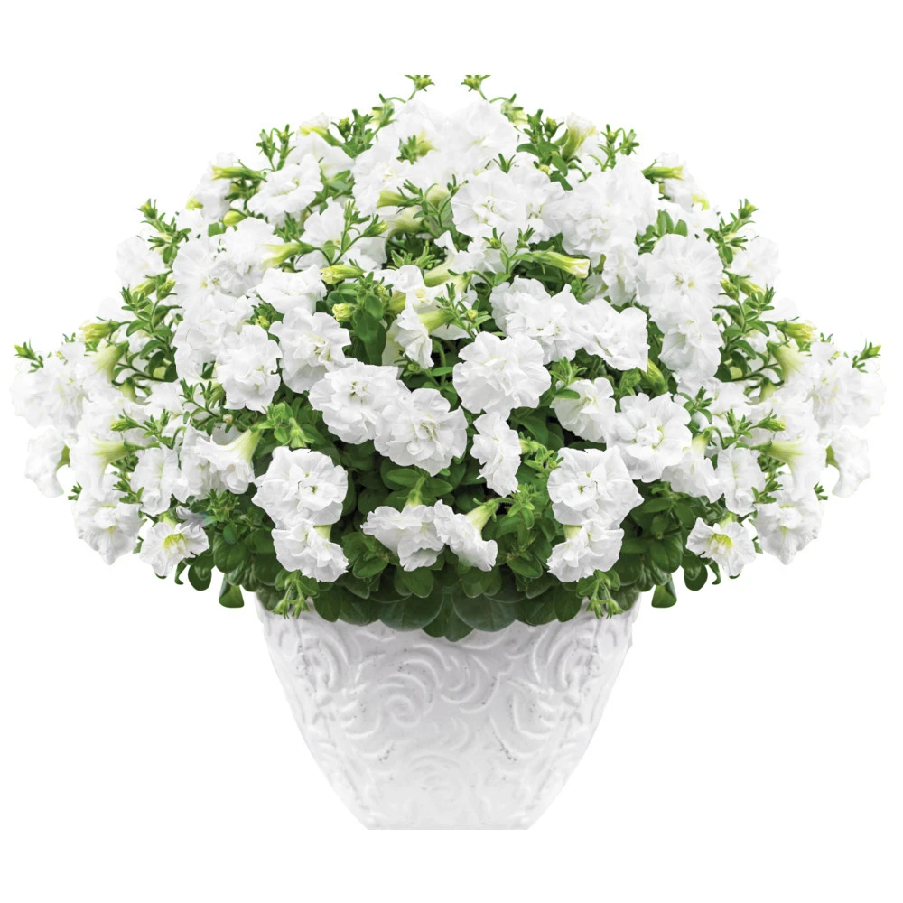 Petunia Sweet Sunshine Im Blumentopf 12 Cm 3 Petunia Sweet Sunshine Im Blumentopf 12 Cm