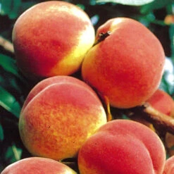 Obstbaum 150 - 200 Cm In Verschiedenen Sorten -Prosper Garten Geschaft 9k0lPWdOu1VI7os 1280x1280