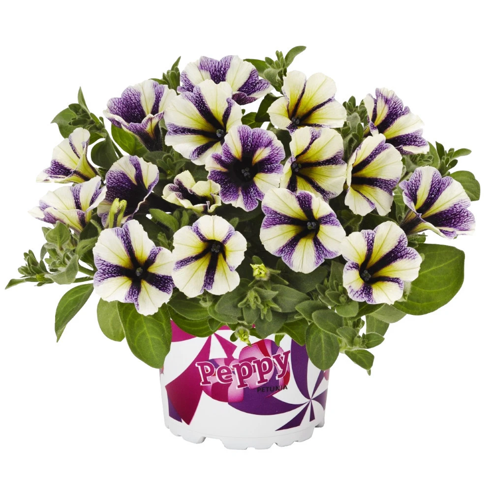 Petunia Peppy In Verschiedenen Farben Im Blumentopf 11 Cm 7 Petunia Peppy In Verschiedenen Farben Im Blumentopf 11 Cm – Bild 5