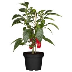 Paprika Verschiedene Sorten Im Topf -Prosper Garten Geschaft 9k1TdOLkyE0aT9O 1280x1280