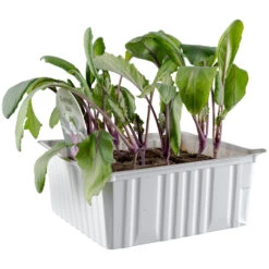 Gemüsesetzlinge Verschiedene Sorten 6er Pack 7 Gemüsesetzlinge Verschiedene Sorten 6er Pack -Prosper Garten Geschaft 9k4TItC4nqmohHl 1280x1280