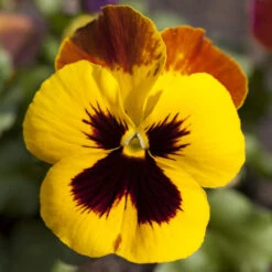Viola Im Blumentopf Ø 9 Cm 7 Viola Im Blumentopf Ø 9 Cm -Prosper Garten Geschaft 9k4WETnoGouSl6f 1280x1280