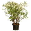 Spiraea Verschiedene Sorten Im Blumentopf -Prosper Garten Geschaft 9k6SqqihRI5fZNq 1280x1280
