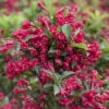 Weigelie Verschiedene Sorten Im Blumentopf 2 Weigelie Verschiedene Sorten Im Blumentopf -Prosper Garten Geschaft 9k6WKrGu6UqsnN5 1280x1280