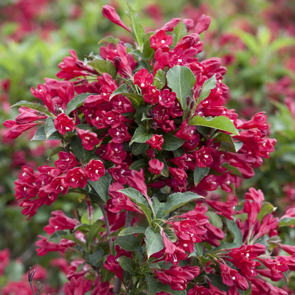 Weigelie Verschiedene Sorten Im Blumentopf 3 Weigelie Verschiedene Sorten Im Blumentopf