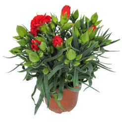 Gartennelke In Verschiedenen Sorten Im Blumentopf 11 Cm