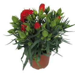 Dianthus Caryophyllus Im Blumentopf 11 Cm 7 Dianthus Caryophyllus Im Blumentopf 11 Cm -Prosper Garten Geschaft 9kBZi3vJrRKPEoT 1280x1280