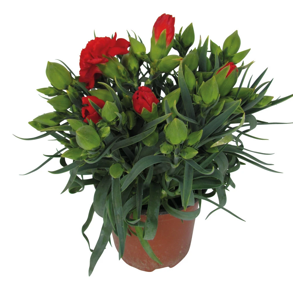 Dianthus Caryophyllus Im Blumentopf 11 Cm 5 Dianthus Caryophyllus Im Blumentopf 11 Cm – Bild 3