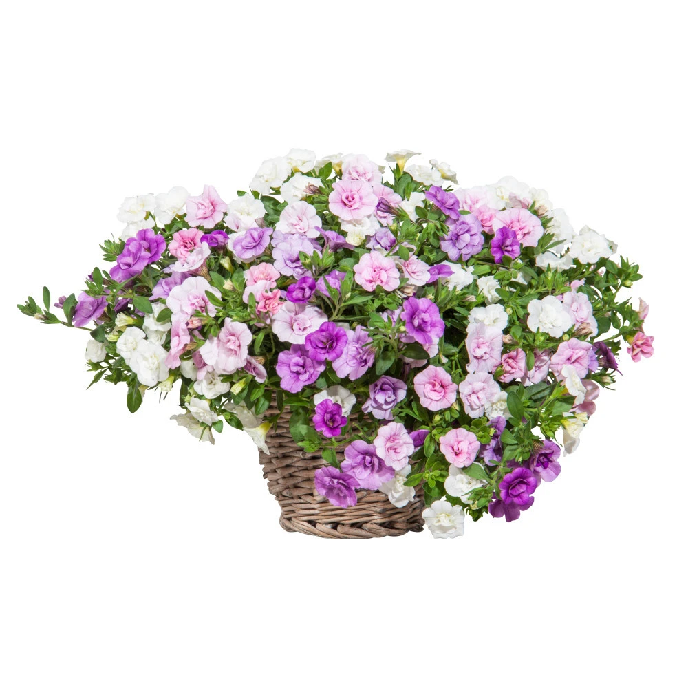 Calibrochoea Peticout Trio Mit Gefüllten Blüten Im Blumentopf Ø 12 Cm 3 Calibrochoea Peticout Trio Mit Gefüllten Blüten Im Blumentopf Ø 12 Cm