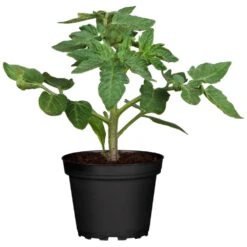 Tomaten Verschiedene Sorten Im Topf 10 Tomaten Verschiedene Sorten Im Topf -Prosper Garten Geschaft 9kF1xXQvuRMj5We 1280x1280