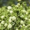 Viburnum Opulus Roseum Im 5 Liter Topf 2 Viburnum Opulus Roseum Im 5 Liter Topf -Prosper Garten Geschaft 9kHE1oCQIlF3gZ8 1280x1280