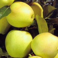 Obstbaum 150 - 200 Cm In Verschiedenen Sorten -Prosper Garten Geschaft 9kHhtpFpK8E98kn 1280x1280