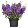 Angelonia Im Blumentopf Ø 13 Cm 1 Angelonia Im Blumentopf Ø 13 Cm -Prosper Garten Geschaft 9kLFc2vK9H4NdDS 1280x1280