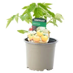 Tomaten Verschiedene Sorten Im Topf 9 Tomaten Verschiedene Sorten Im Topf -Prosper Garten Geschaft 9kLj8tv2aaVFgTs 1280x1280