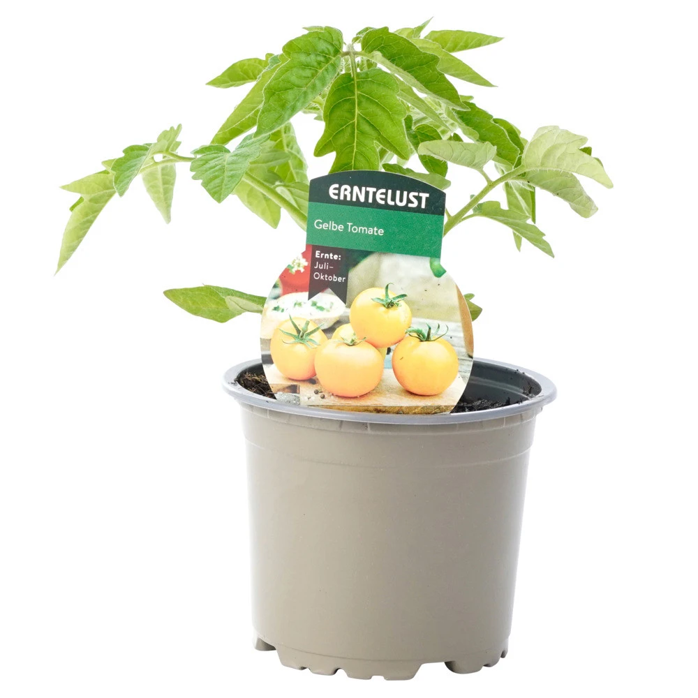 Tomaten Verschiedene Sorten Im Topf 5 Tomaten Verschiedene Sorten Im Topf – Bild 3