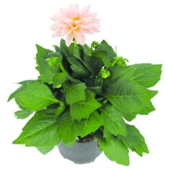 Dahlien Pflanzen In Verschiedenen Farben, Im 11 Cm Topf 7 Dahlien Pflanzen In Verschiedenen Farben, Im 11 Cm Topf -Prosper Garten Geschaft 9kLvFTRcUeR1e8U 1280x1280