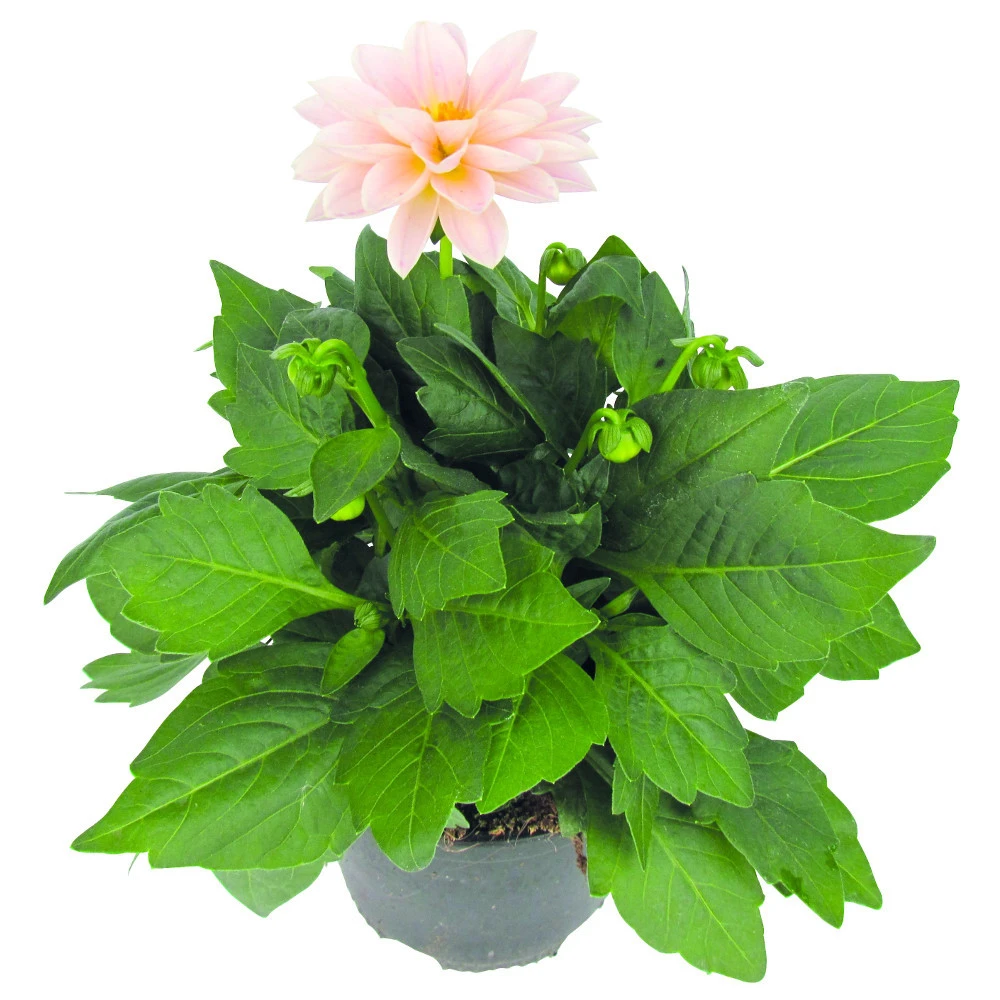 Dahlien Pflanzen In Verschiedenen Farben, Im 11 Cm Topf 5 Dahlien Pflanzen In Verschiedenen Farben, Im 11 Cm Topf – Bild 3