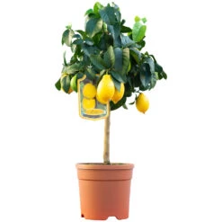 Zitronenbaum Im Robusten Blumentopf Ø 20 Cm