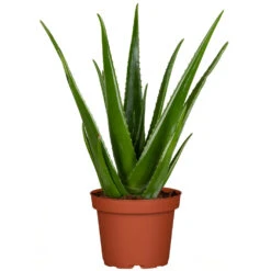 Aleo Vera Im Blumentopf 12 Cm