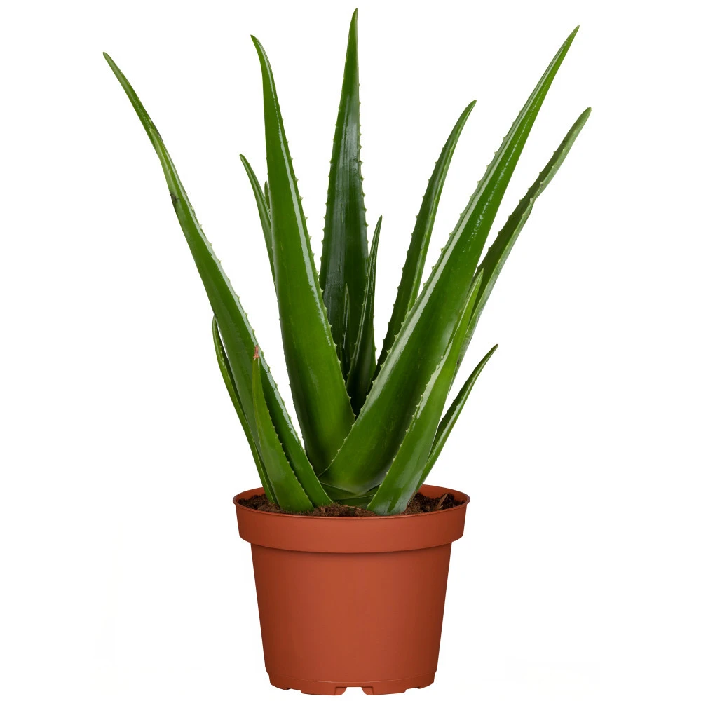 Aleo Vera Im Blumentopf 12 Cm 3 Aleo Vera Im Blumentopf 12 Cm