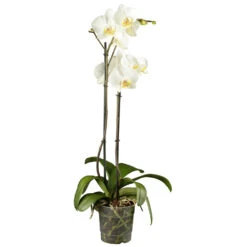Phalaenopsis 2-triebig Im Topf