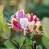 Lonicera In Verschiedenen Sorten -Prosper Garten Geschaft 9kPvMeUXJStl1z0 1280x1280