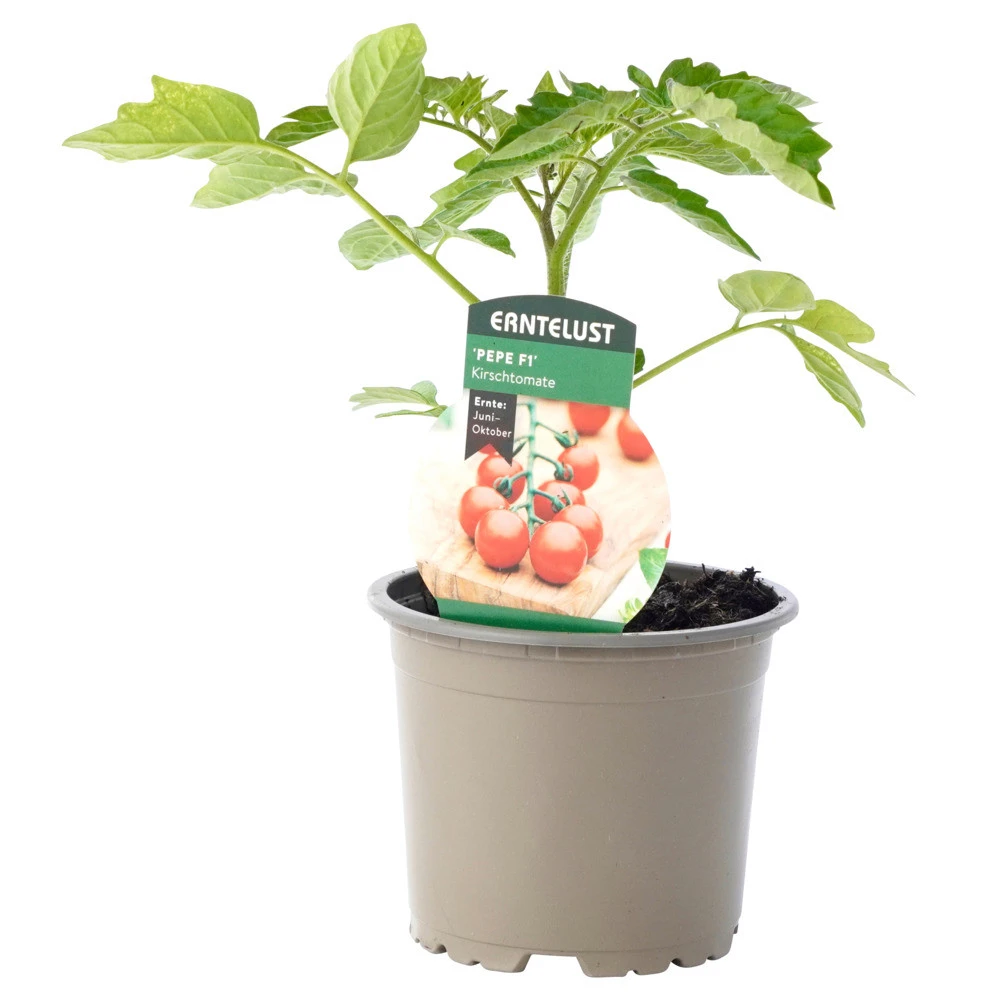 Tomaten Verschiedene Sorten Im Topf 3 Tomaten Verschiedene Sorten Im Topf