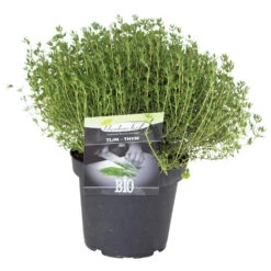 Kräuter In Verschiedenen Sorten Im Robusten Blumentopf 14 Cm 9 Kräuter In Verschiedenen Sorten Im Robusten Blumentopf 14 Cm -Prosper Garten Geschaft 9kTfGxRvCjgsS44 1280x1280