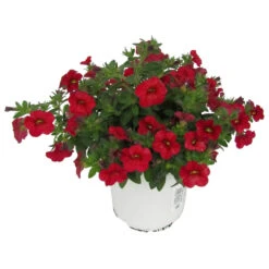 Calibrachoa Im Blumentopf Ø 11 Cm