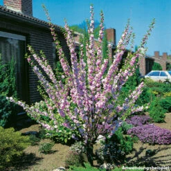 Mandelbaum Ca. 100 Cm Mit 5-8 Trieben Im Blumentopf