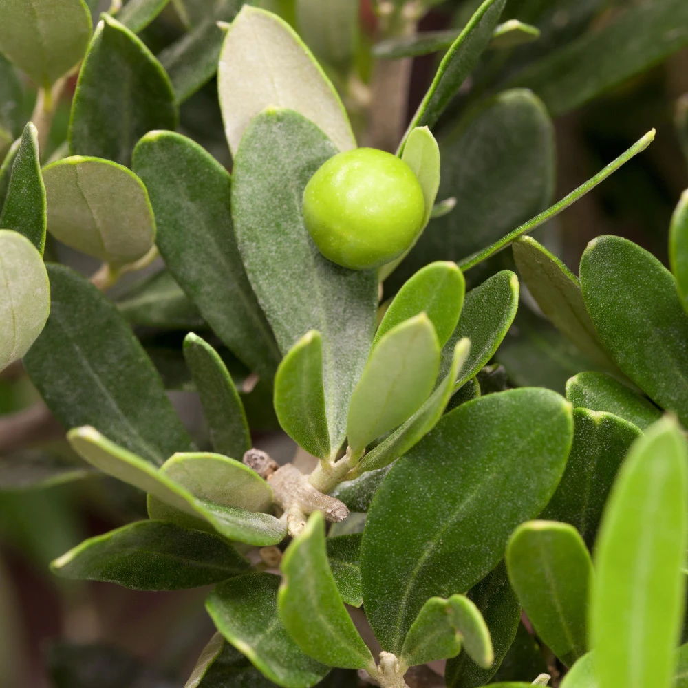 Olivenbusch Im Robusten Blumentopf Ø 20 Cm 4 Olivenbusch Im Robusten Blumentopf Ø 20 Cm – Bild 2