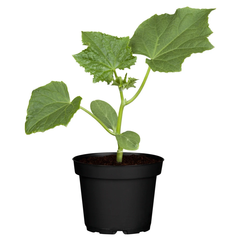 Gurken Verschiedene Sorten Im Topf 4 Gurken Verschiedene Sorten Im Topf – Bild 2