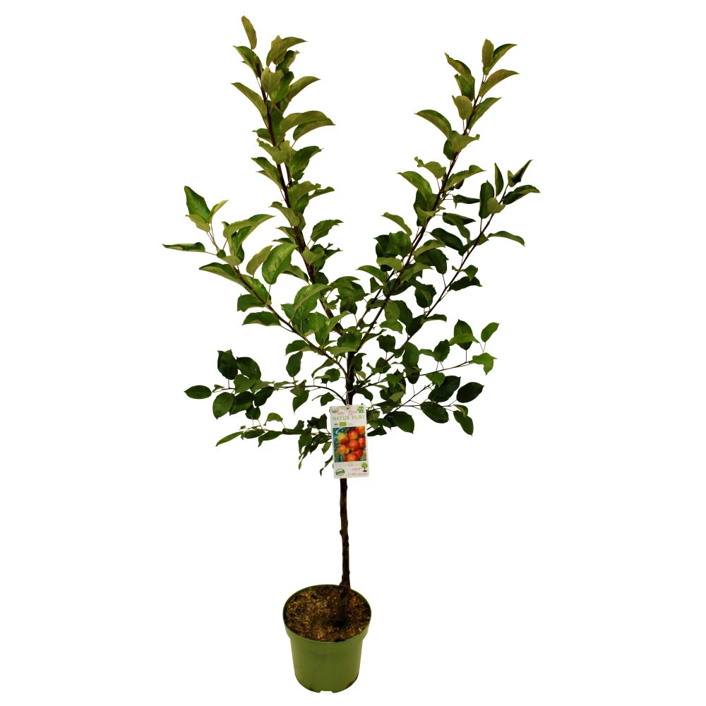 Kern- Und Steinobstbäume Vorgezüchtet Im Topf 4 Kern- Und Steinobstbäume Vorgezüchtet Im Topf – Bild 2