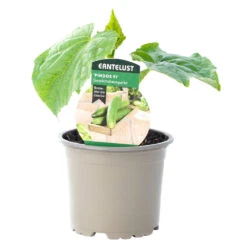 Gurken Verschiedene Sorten Im Topf 7 Gurken Verschiedene Sorten Im Topf -Prosper Garten Geschaft 9kdlhAR0nzlTPBK 1280x1280