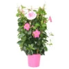 Dipladenia 60 Cm Verschiedenfarbig Am Spalier Und Pyramide Im Topf 17 Cm 1 Dipladenia 60 Cm Verschiedenfarbig Am Spalier Und Pyramide Im Topf 17 Cm -Prosper Garten Geschaft 9kdutmemSb8aRri 1280x1280