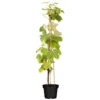 Vitis Vinivera Im Blumentopf 2 Vitis Vinivera Im Blumentopf -Prosper Garten Geschaft 9keHK9MyWpKHjsu 1280x1280