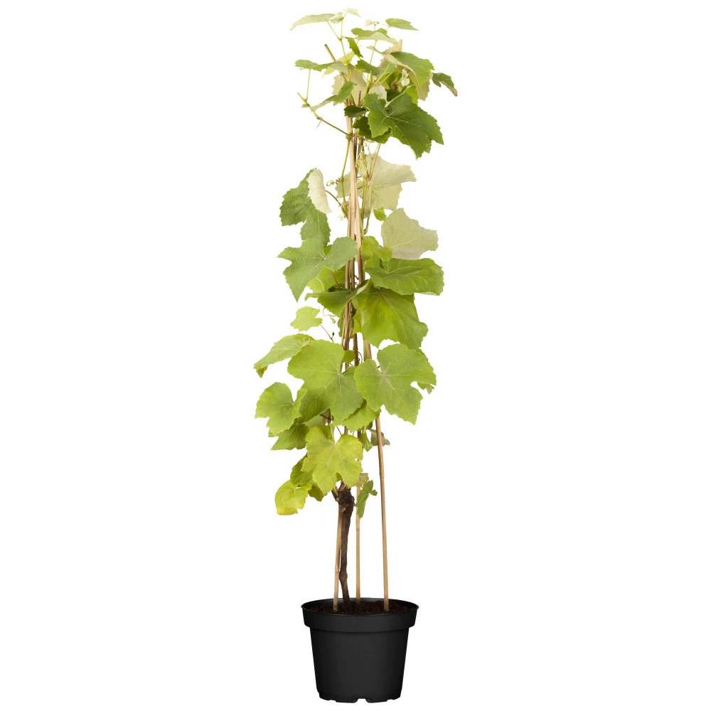 Vitis Vinivera Im Blumentopf 3 Vitis Vinivera Im Blumentopf