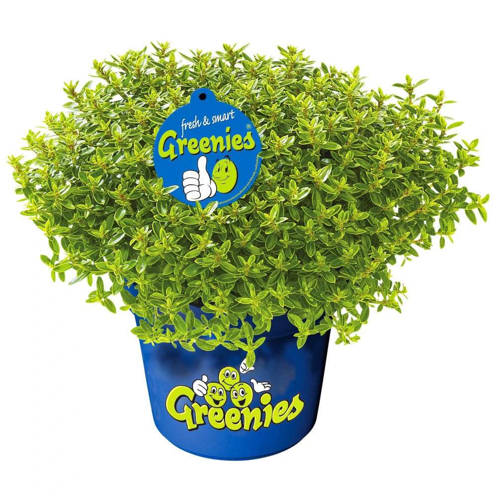 Strauchveronika Hebe Green Im Blumentopf Ø 12 Cm 3 Strauchveronika Hebe Green Im Blumentopf Ø 12 Cm