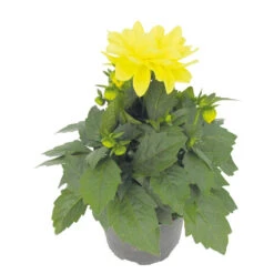 Dahlien Pflanzen In Verschiedenen Farben, Im 11 Cm Topf