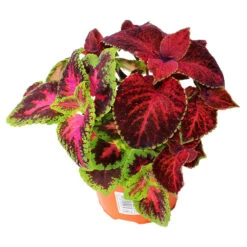 Coleus Verschiedene Sorten Im Robusten Blumentopf 12 Cm