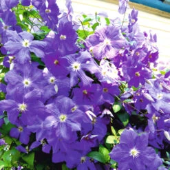 Kletterpflanzen Clematis, Verschiedene Sorten Im Blumentopf -Prosper Garten Geschaft 9khYryU02ijzjxQ 1280x1280