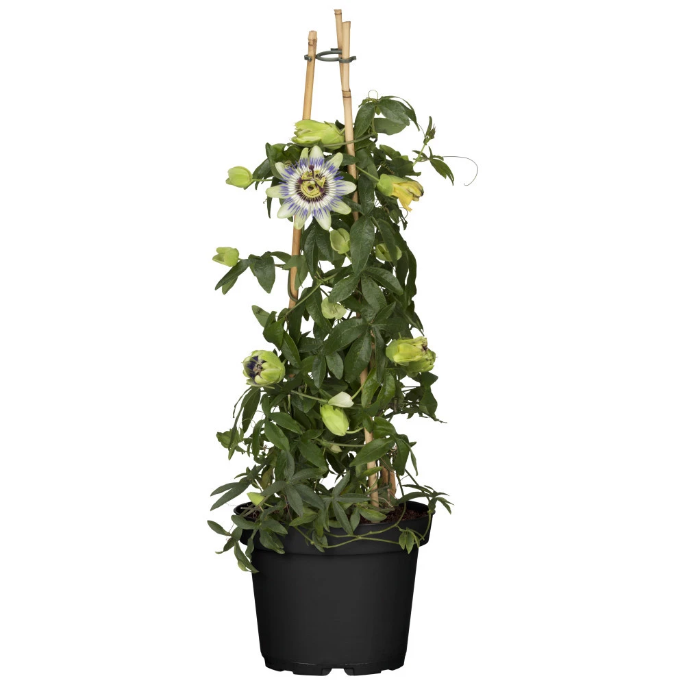 Passionsblume Passiflora Im Robusten Blumentopf 3 Passionsblume Passiflora Im Robusten Blumentopf