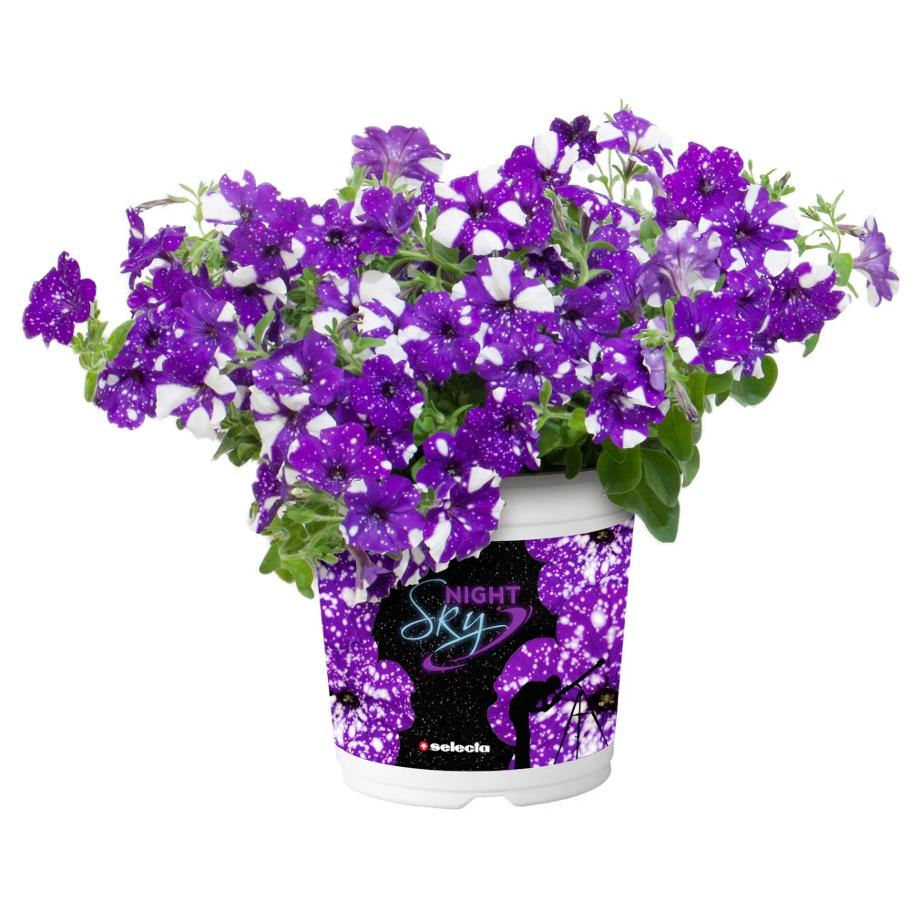 Petunia Peppy In Verschiedenen Farben Im Blumentopf 11 Cm 4 Petunia Peppy In Verschiedenen Farben Im Blumentopf 11 Cm – Bild 2